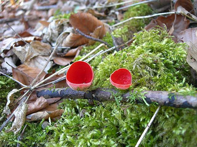 Ritorno  nel  bosco  alluvionale  di  Flh